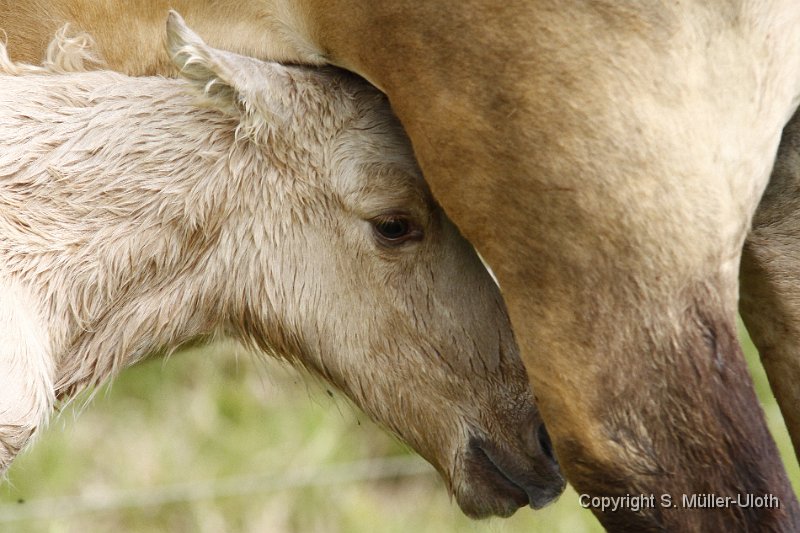 Hjoerdis 28 Min alt (8).JPG